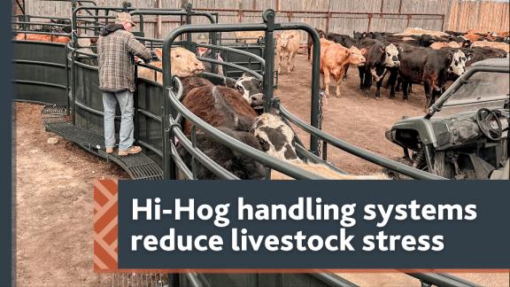 Hi-Hog cattle handling systems in use.